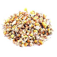 Egyptian Chamomile Herbal Tea